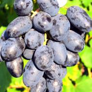 Саджанець Виноград Ласточка (щеплений) в контейнері